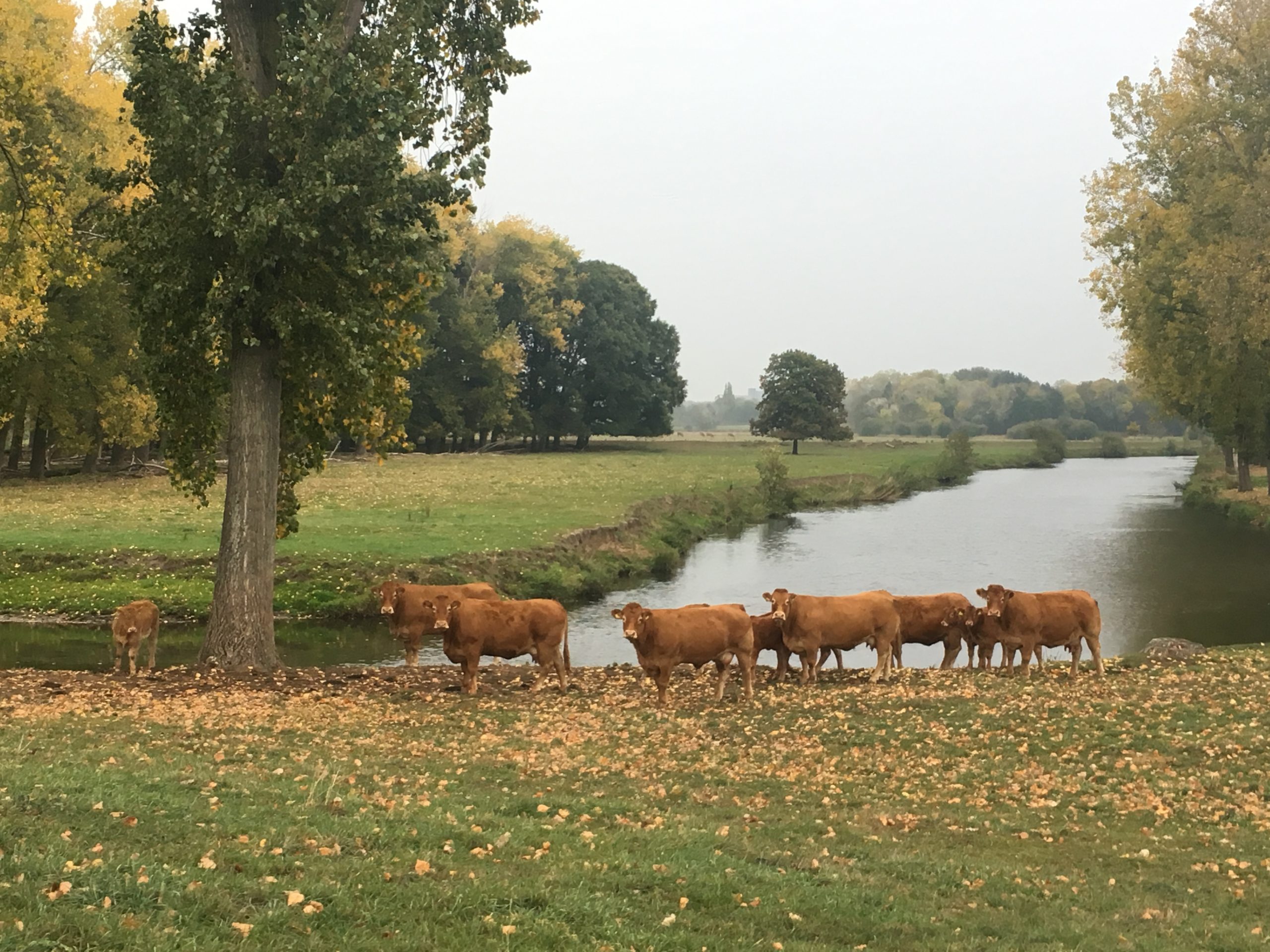 De Roer koeien Lerop