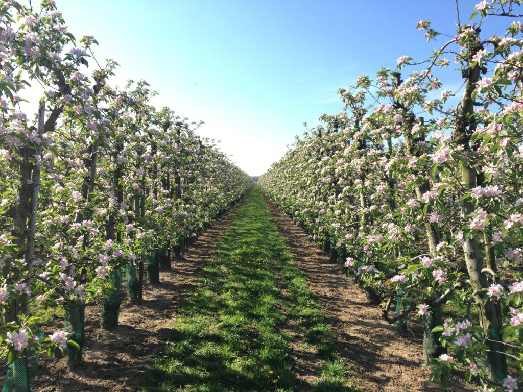 Appelboomgaard